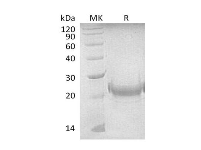 Валидация Elabscience PKSM041119(5036)