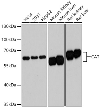 Валидация Elabscience E-AB-63595