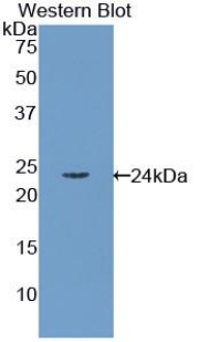 36157