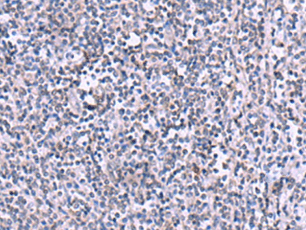 Валидация Elabscience E-AB-52955