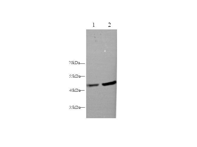 Валидация Elabscience E-AB-40364