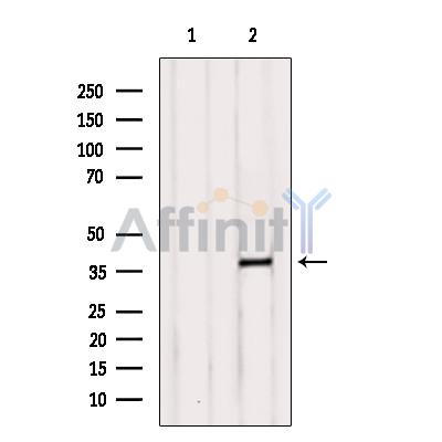 Валидация Affinity DF9276 - 21721