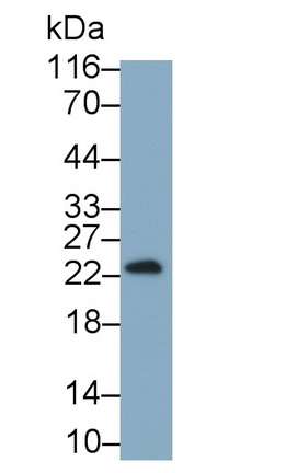 26995