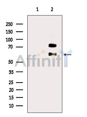 Валидация Affinity DF2682 - 13388