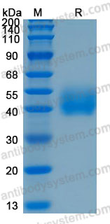 Валидация AntibodySystem AHJ04001