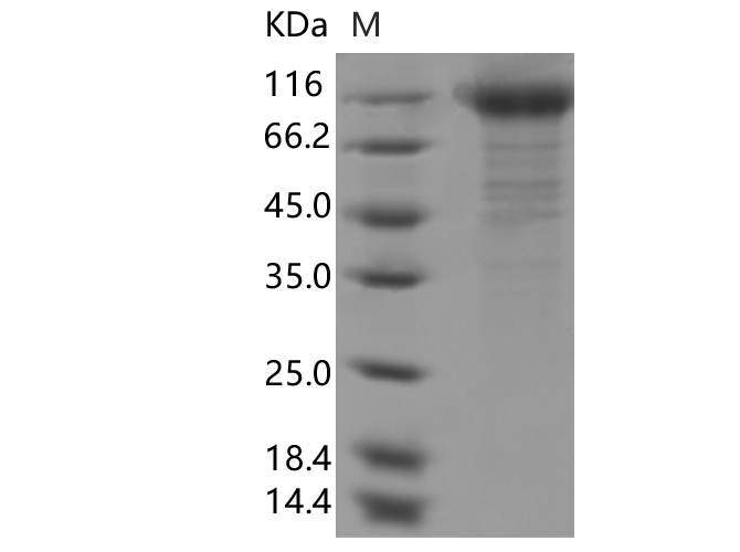 Валидация Elabscience PKSV030396(6132)