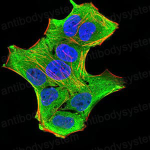 Валидация IF - AntibodySystem RHG08103