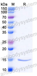 Валидация SDS-PAGE - AntibodySystem RXX08616