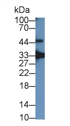 20452