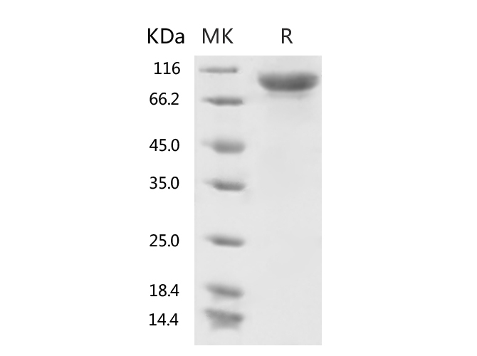 Валидация Elabscience PKSR030514(5824)