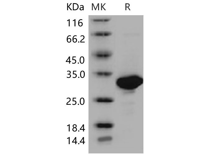 Валидация Elabscience PKSM040550(4540)