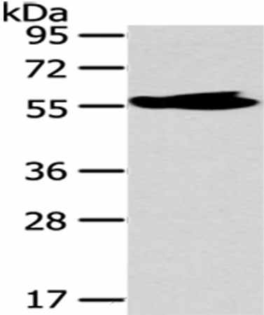 Валидация Elabscience E-AB-17540