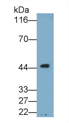53281