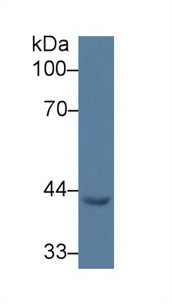 9536