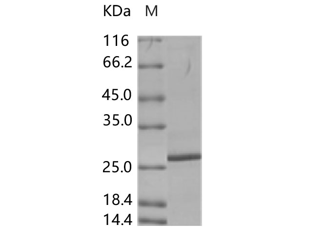 Валидация Elabscience PKSV030244(6010)