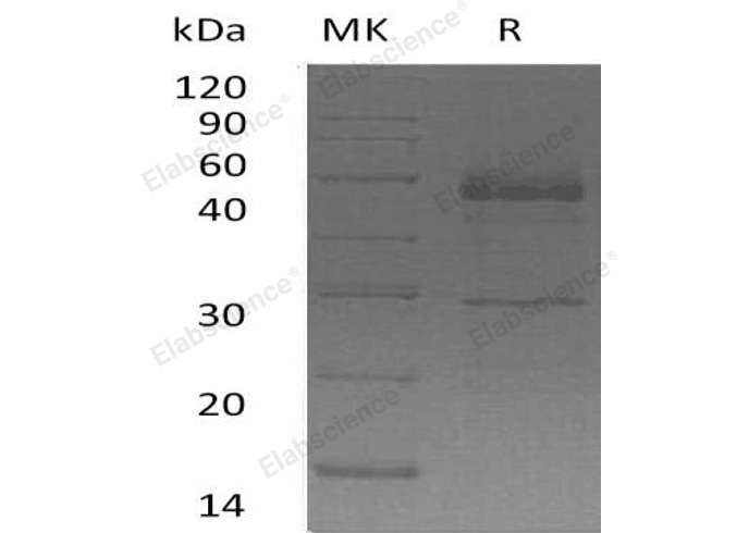 Валидация Elabscience PKSH033025(3404)