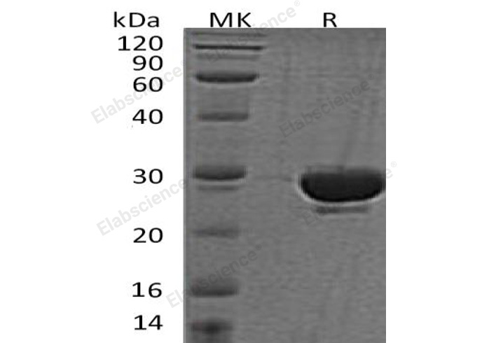 Валидация Elabscience PKSH033026(3405)