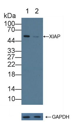 12224