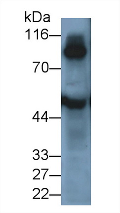 49813