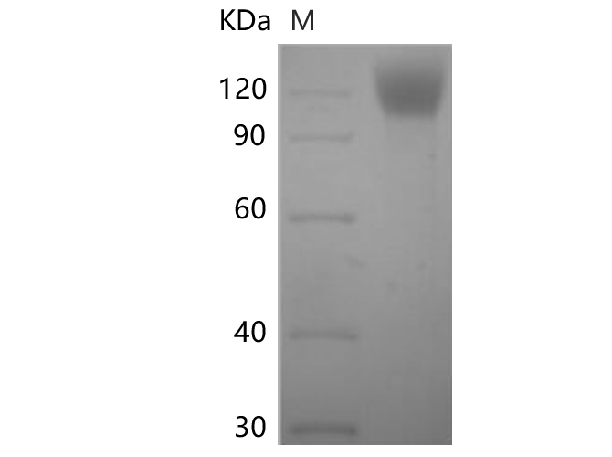Валидация Elabscience PKSV030480(6207)