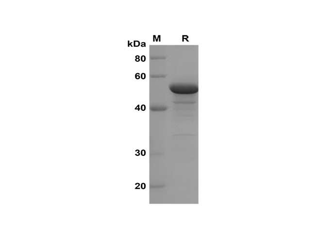 Валидация Elabscience PDEM100185(534)