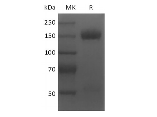 Валидация Elabscience PKSH033905(4136)