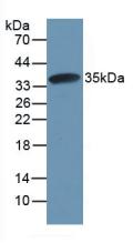6201