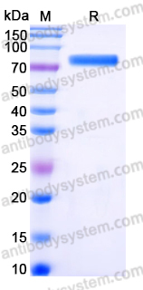 EHG52006, SDS-PAGE