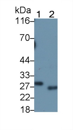 52003