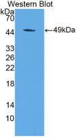 60483