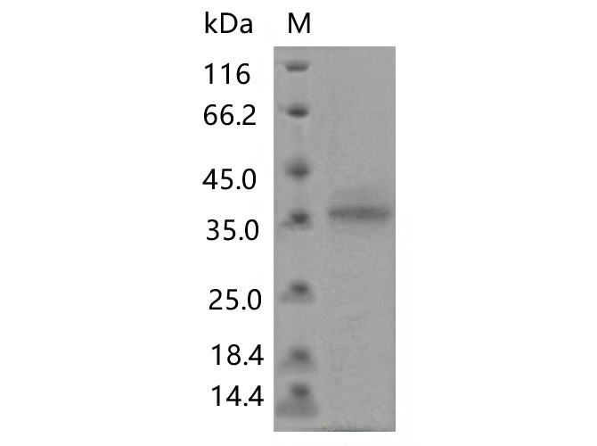Валидация Elabscience PKSV030460(6182)