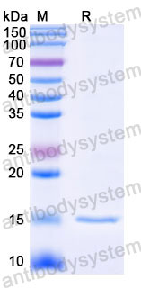 Валидация SDS-PAGE - AntibodySystem RHD80803