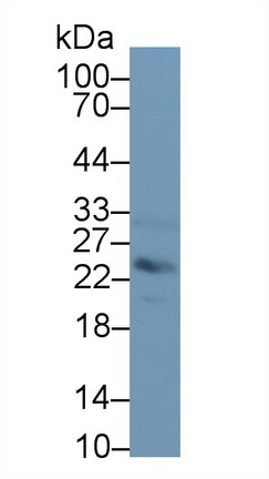 52742