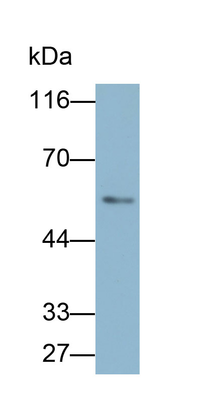 32824
