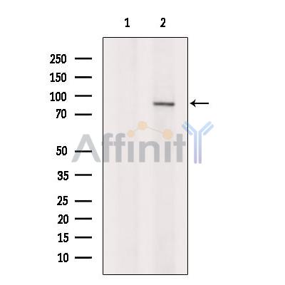 Валидация Affinity DF8266 - 20108