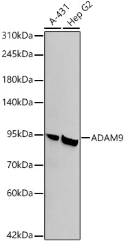 A22058, вестерн-блоттинг, различные лизаты (13430)