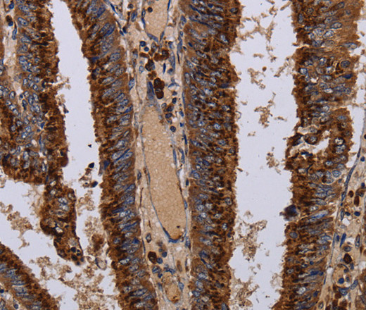 Валидация Elabscience E-AB-14928