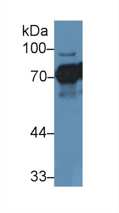 13552