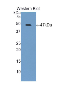 50139