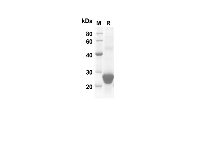 Валидация Elabscience PDMM100063(1035)