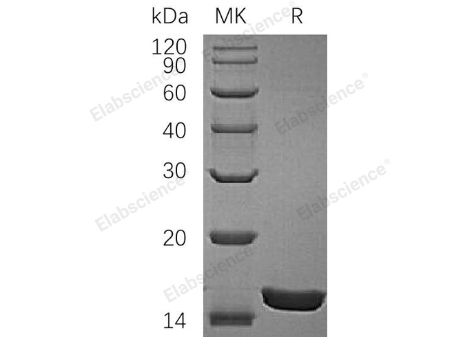 Валидация Elabscience PKSR030449(5765)
