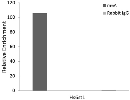 N6-methyladenosine / m6A Rabbit mAb, иммунопреципитация РНК, тотальная РНК печени мыши (2654)