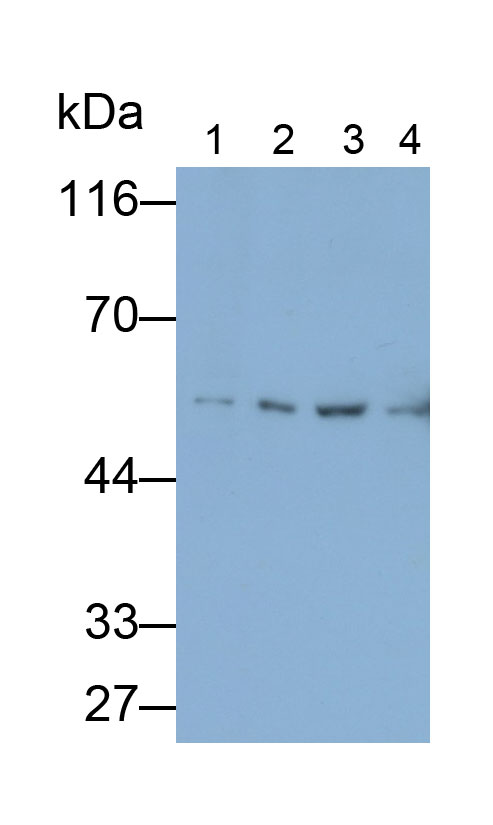 14612