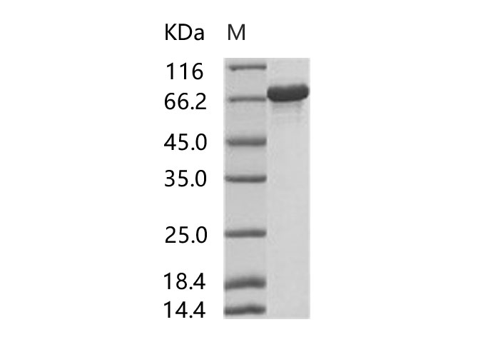 Валидация Elabscience PKSV030199(5976)