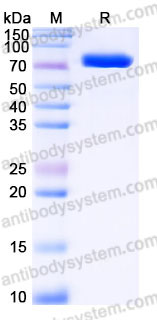 EHC15401, SDS-PAGE