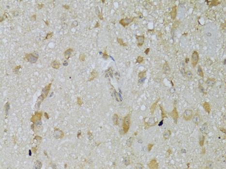 Валидация Elabscience E-AB-61361