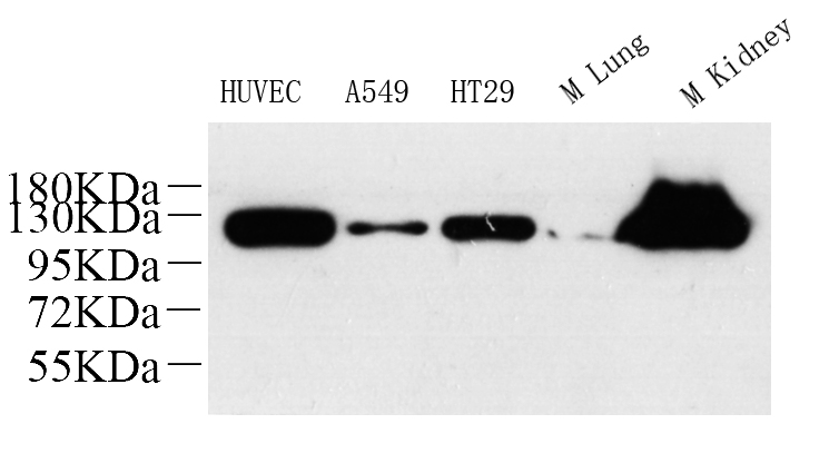 Валидация Elabscience E-AB-70152