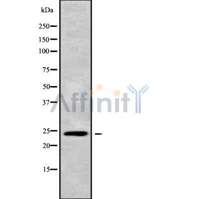 Валидация Affinity DF9445 - 22019