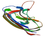 Adiponectin (ADP)