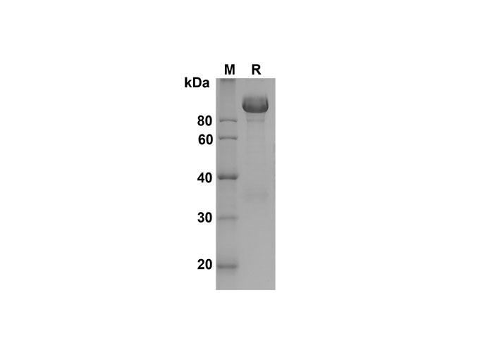 Валидация Elabscience PDMM100163(1123)